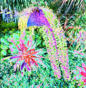 Flowering Agave