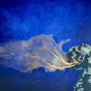 Transformation - Indigo